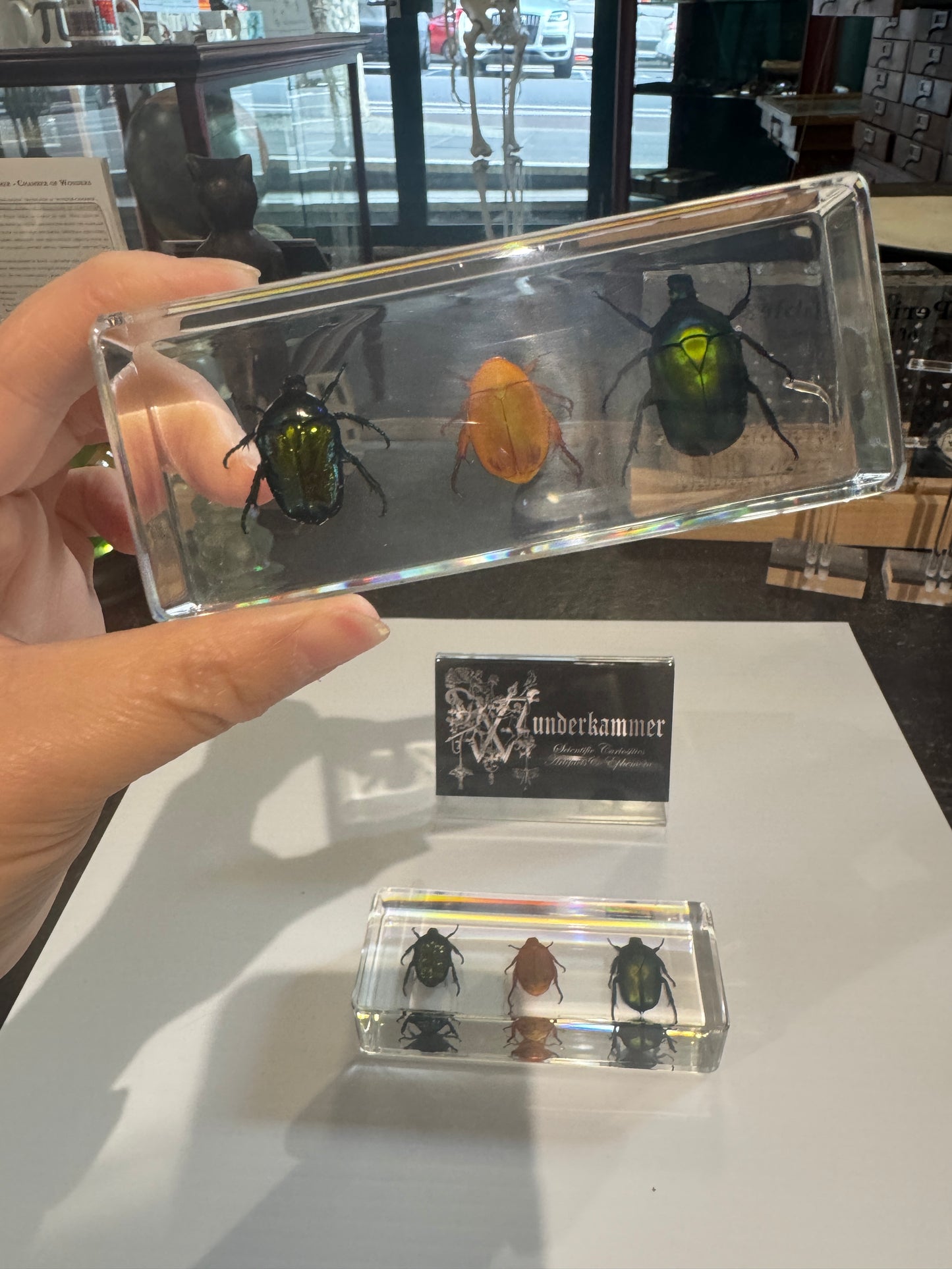 3 kinds of chafer beetle