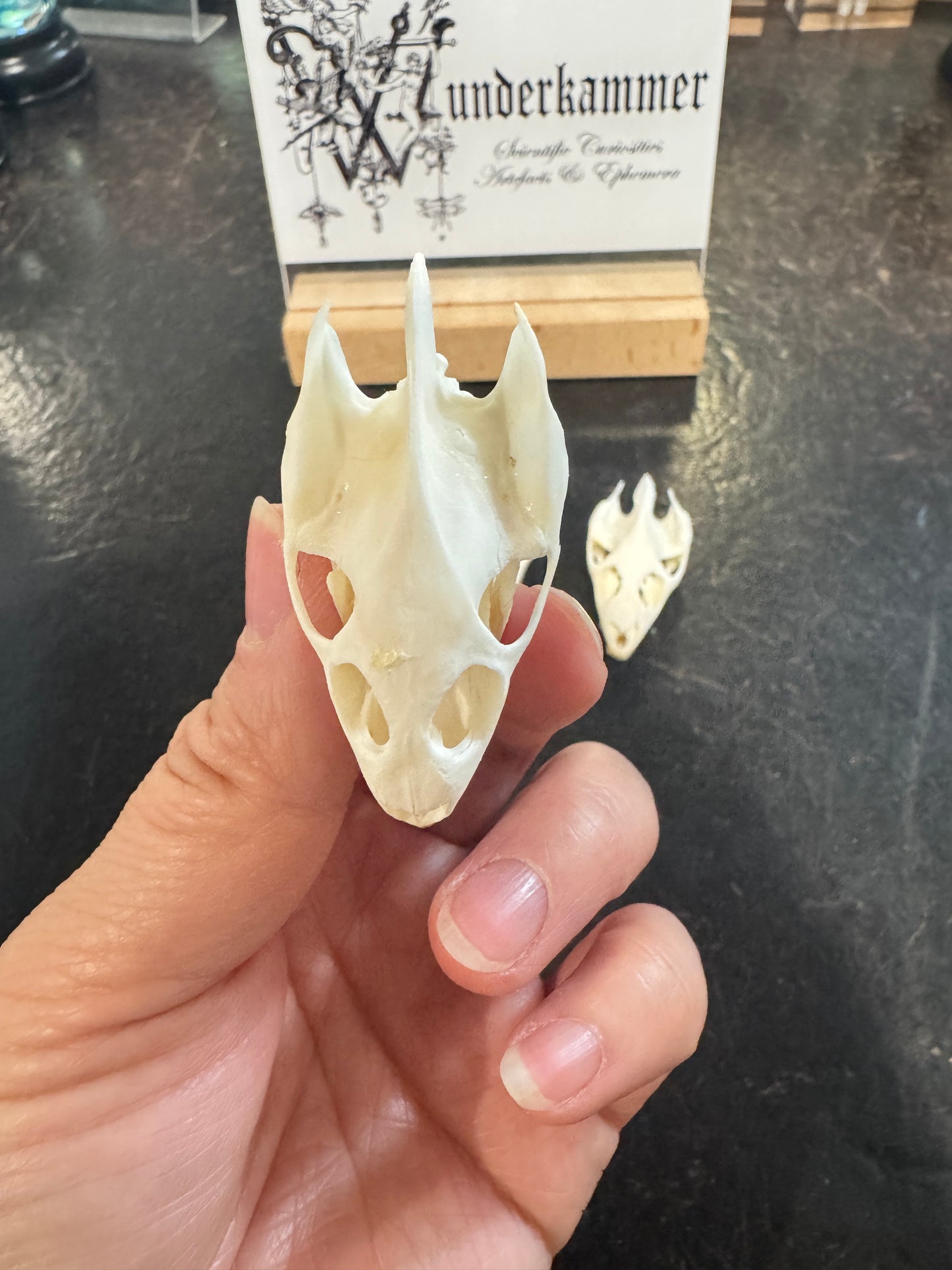Softshell Turtle Skull