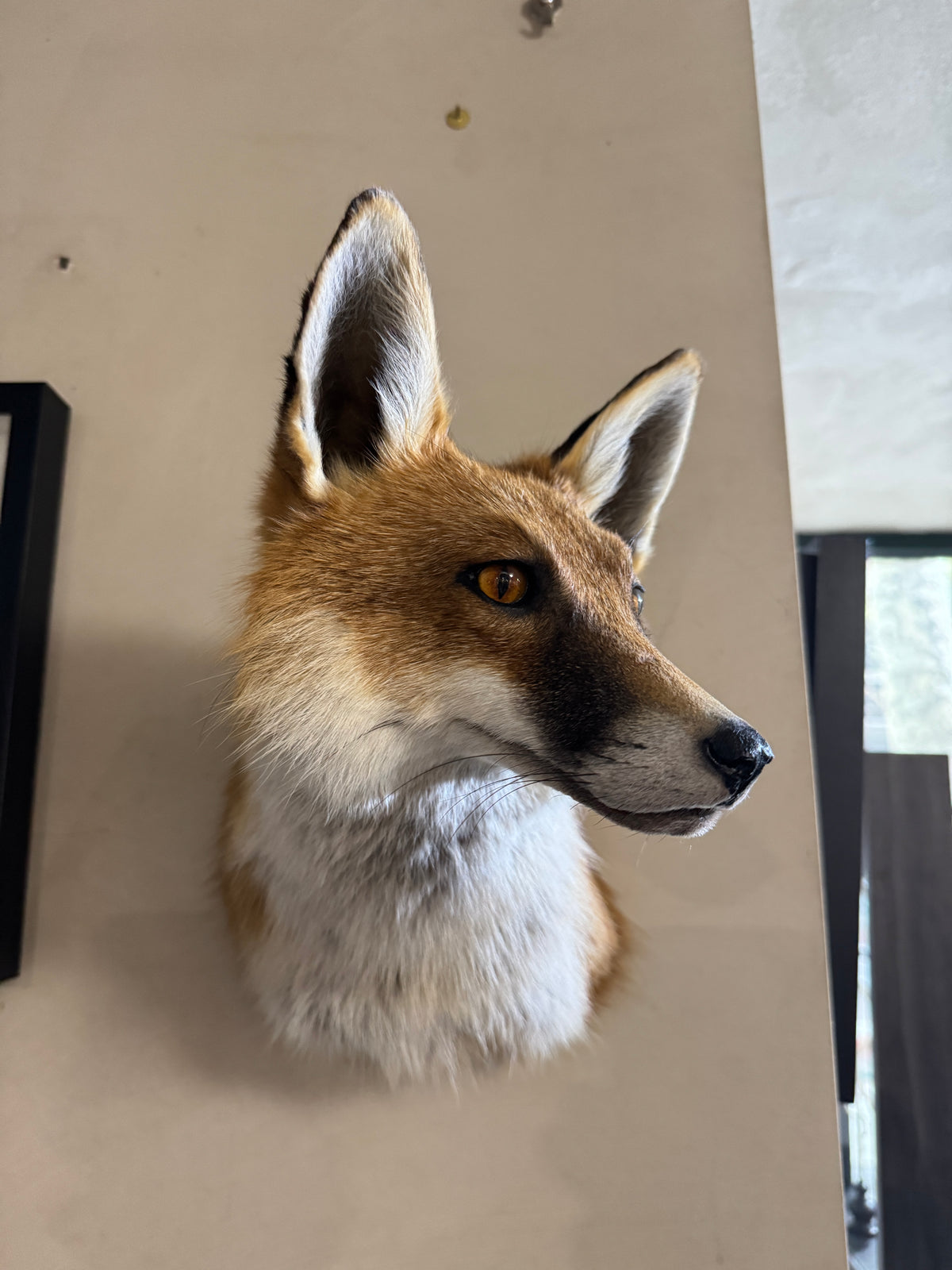 Taxidermy Fox Head Wall Mount
