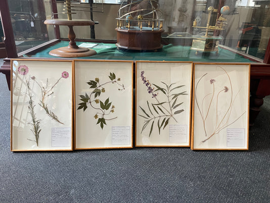 Framed Botanical Specimens