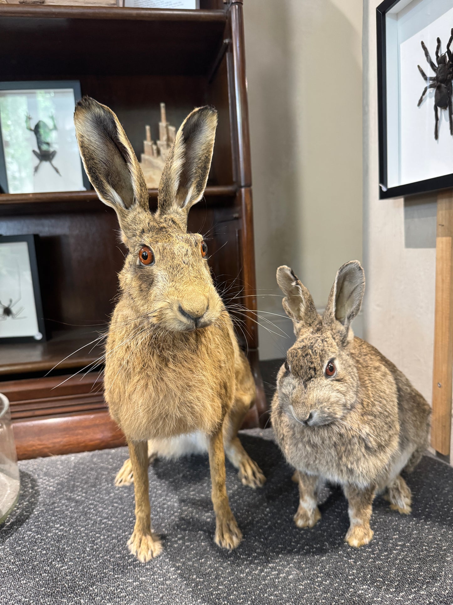 Taxidermy Hare