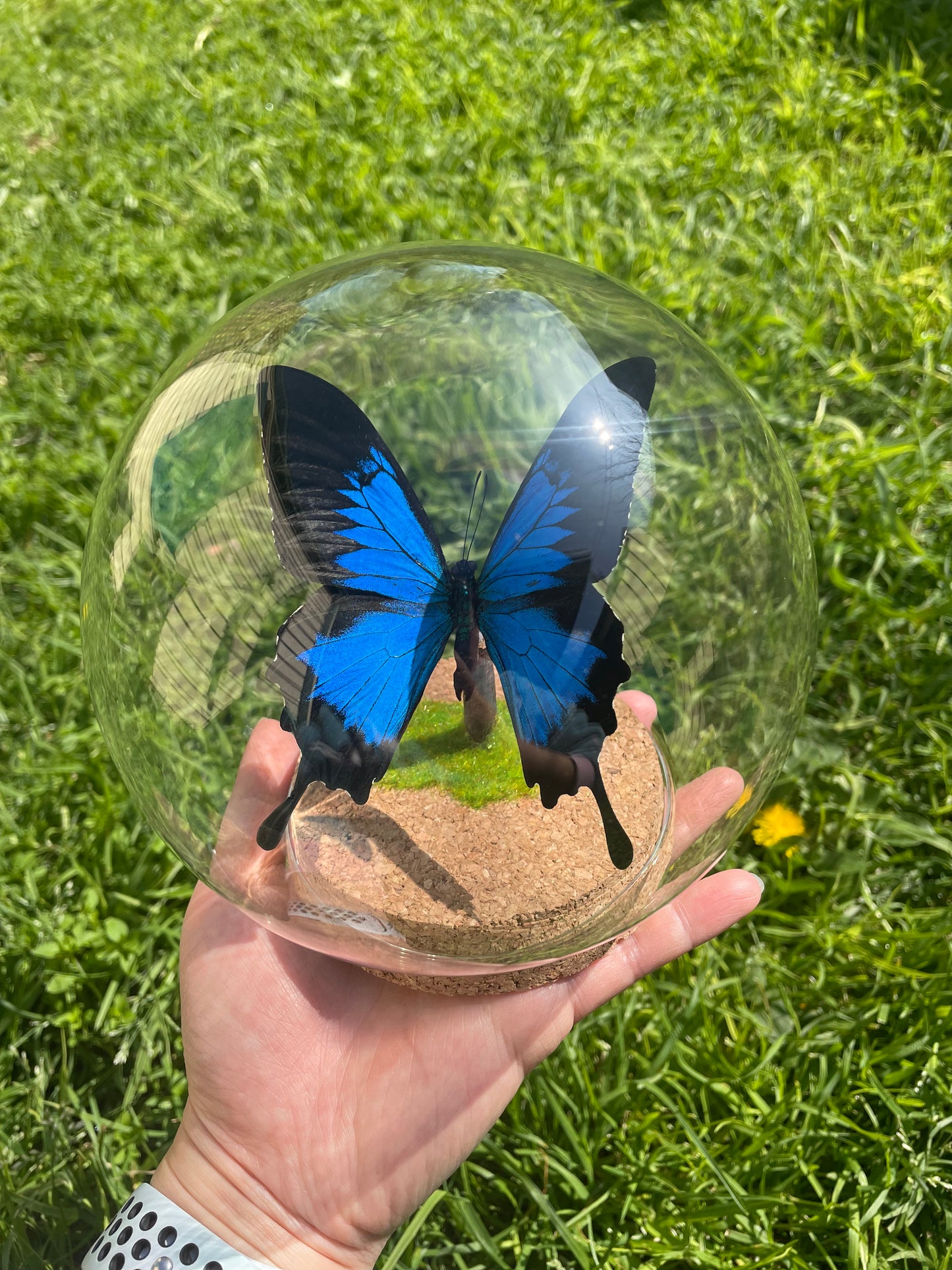 Ulysses butterfly in glass dome