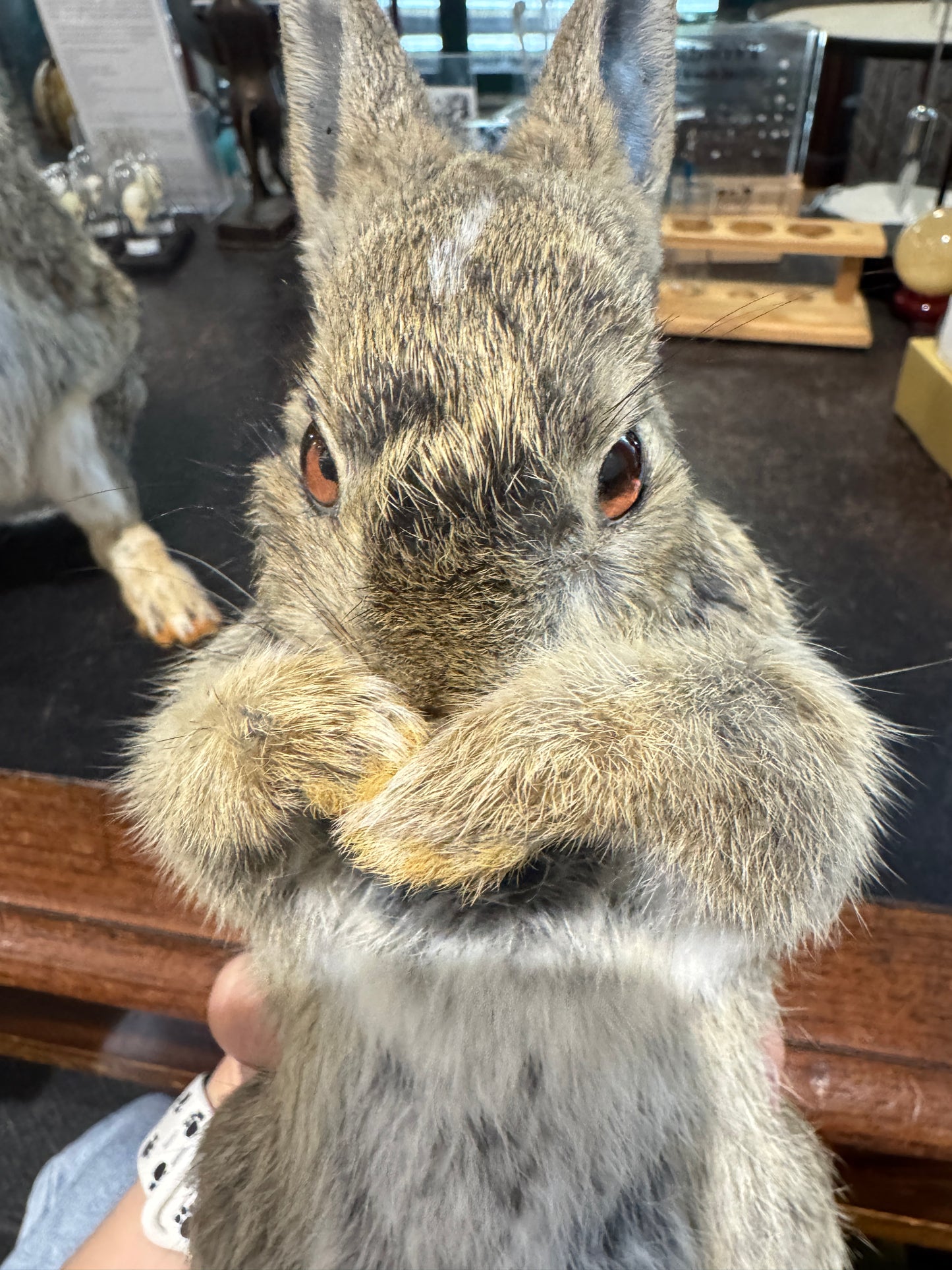 Taxidermy bunny rabbits