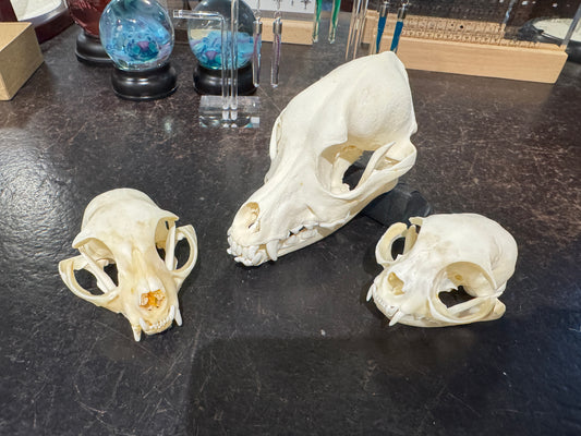Domestic Dog Skull