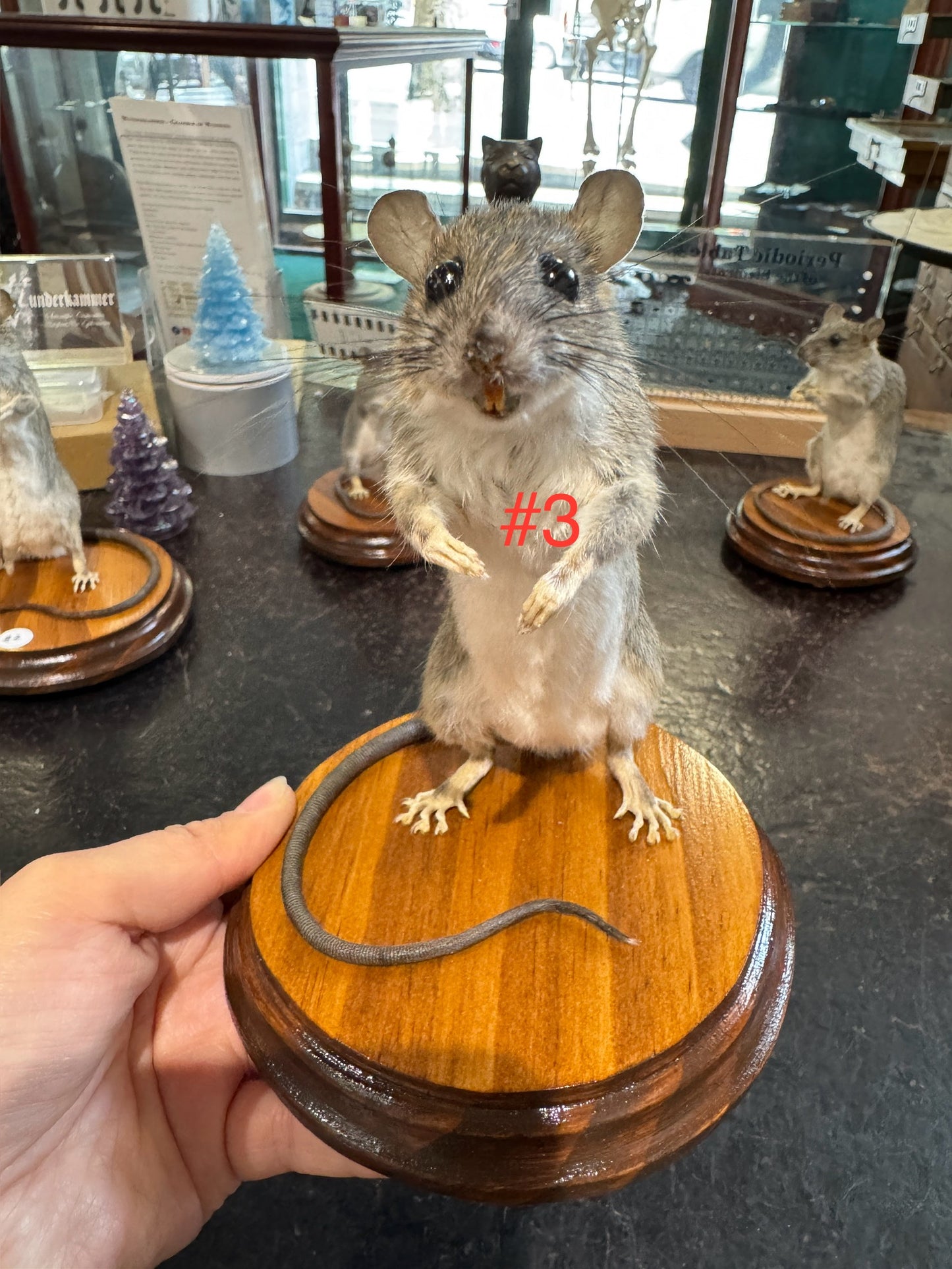 Taxidermy rats