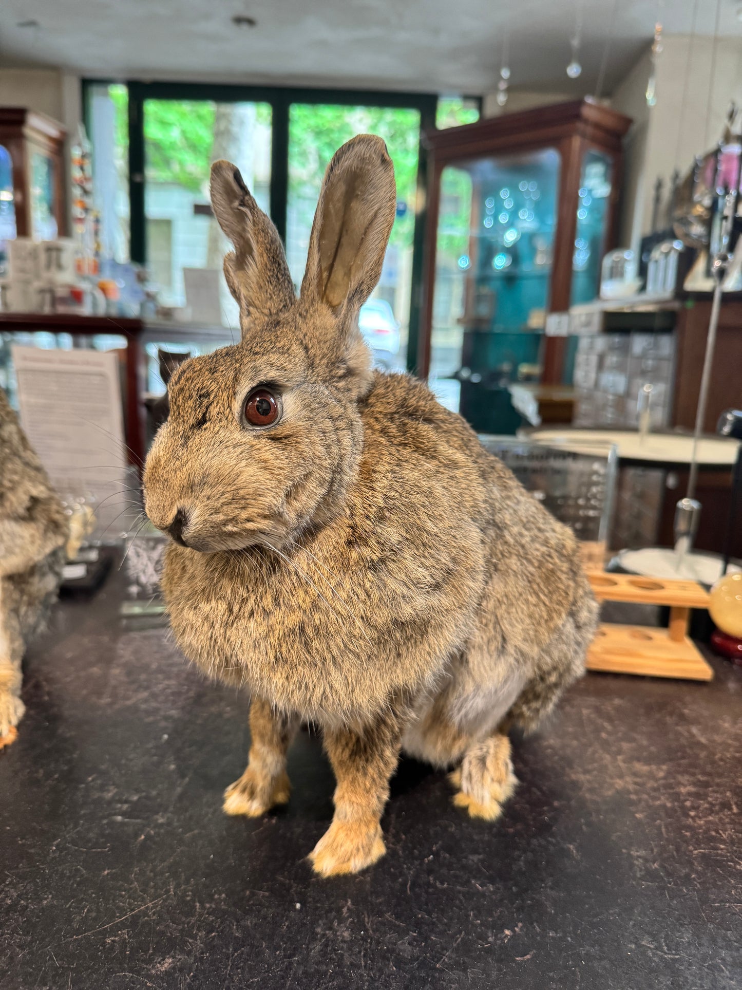 Taxidermy bunny rabbits