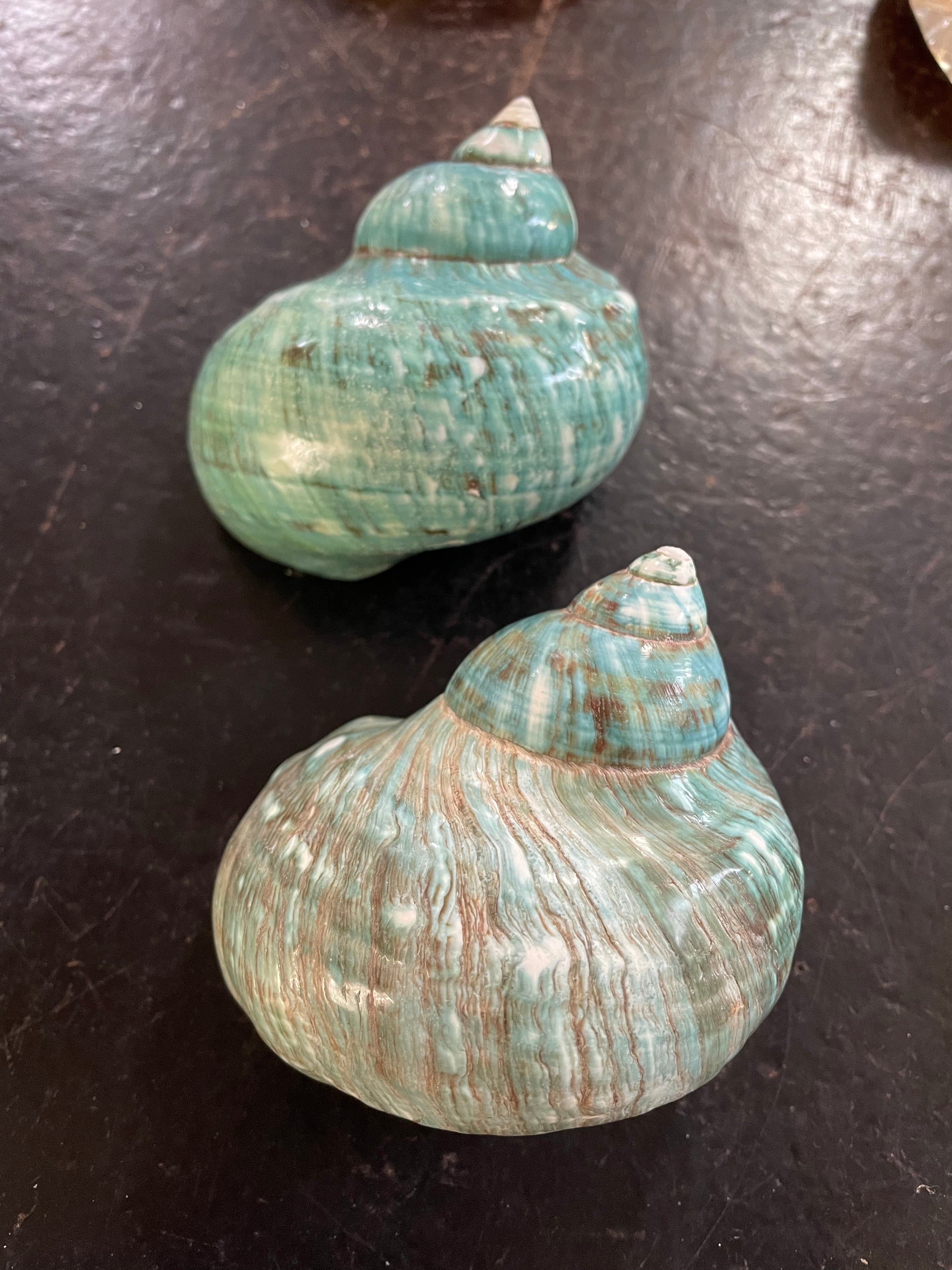 Great Green Turbo Shell – Wunderkammer