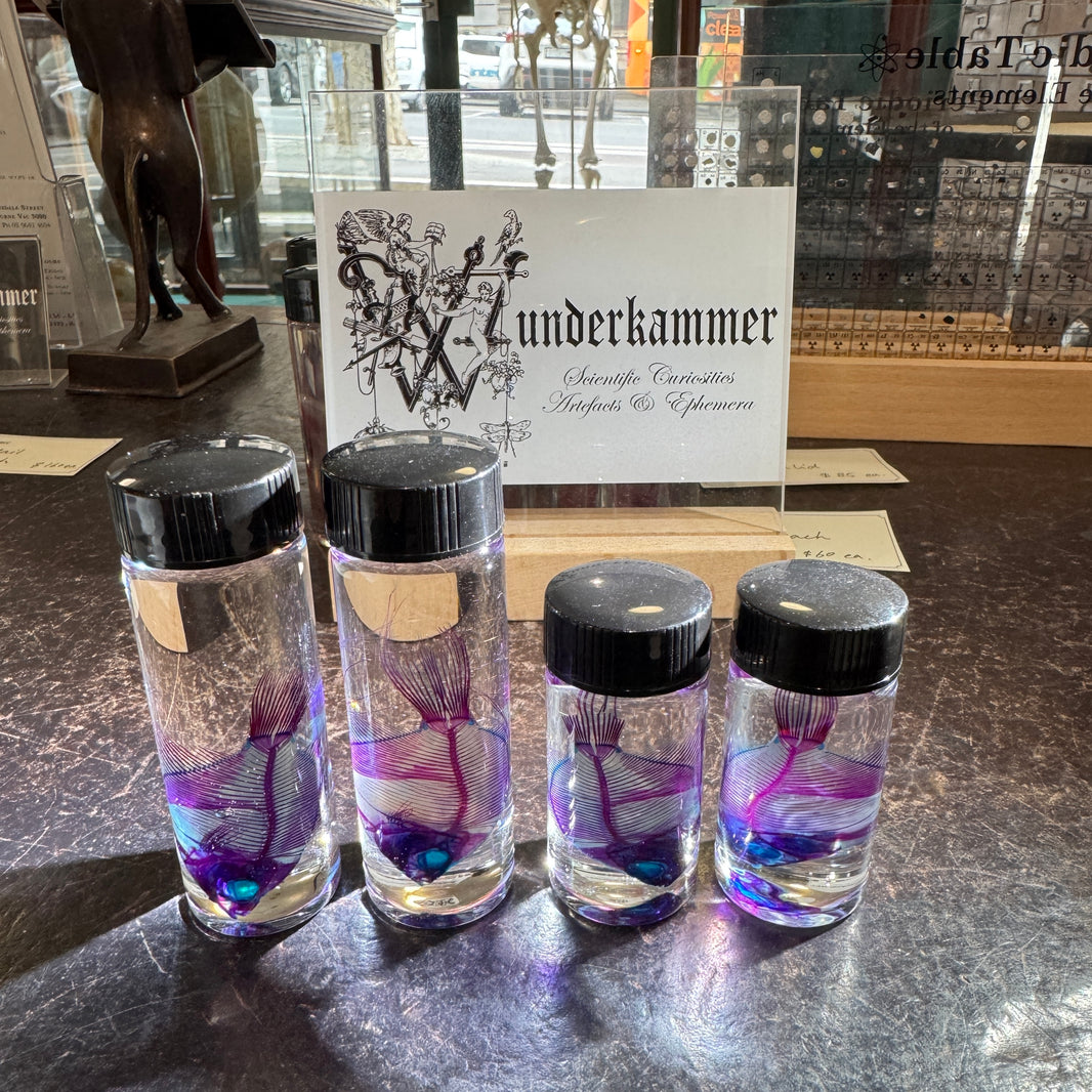 Diaphonization – Wunderkammer