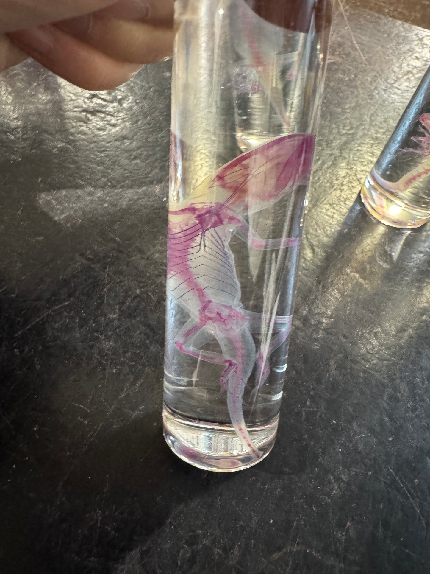 Diaphonised Anole Lizard