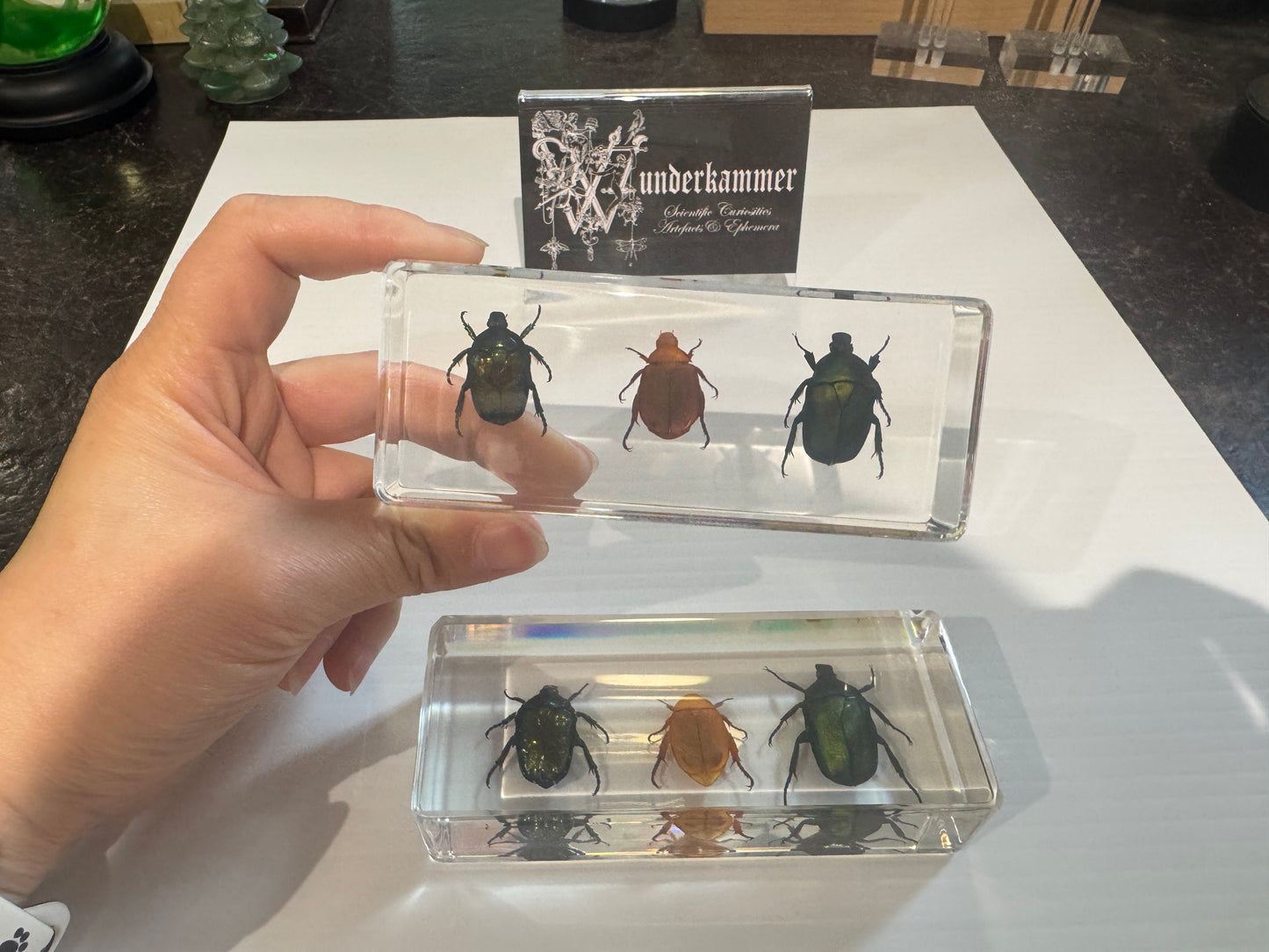 3 kinds of chafer beetle