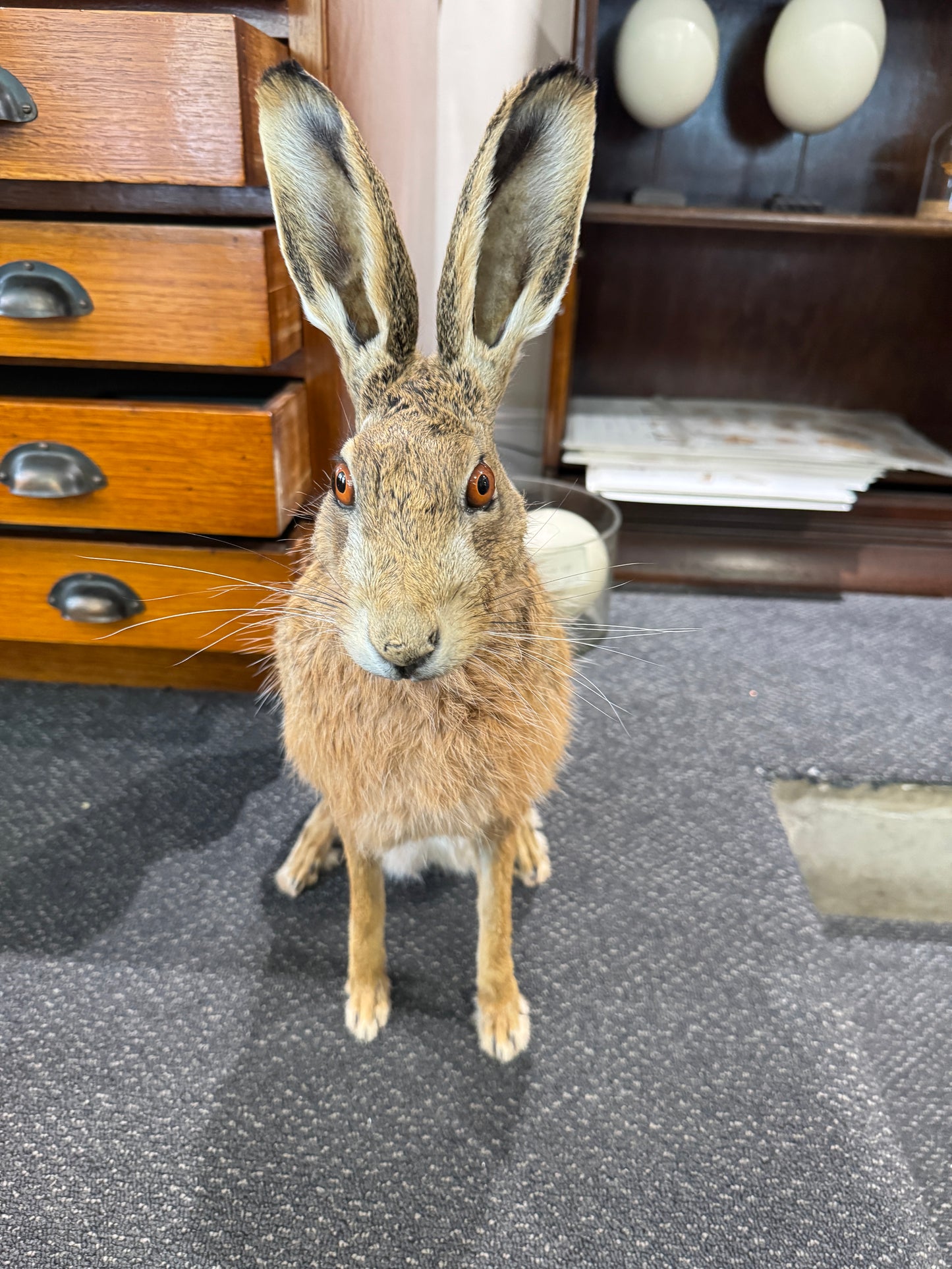 Taxidermy Hare