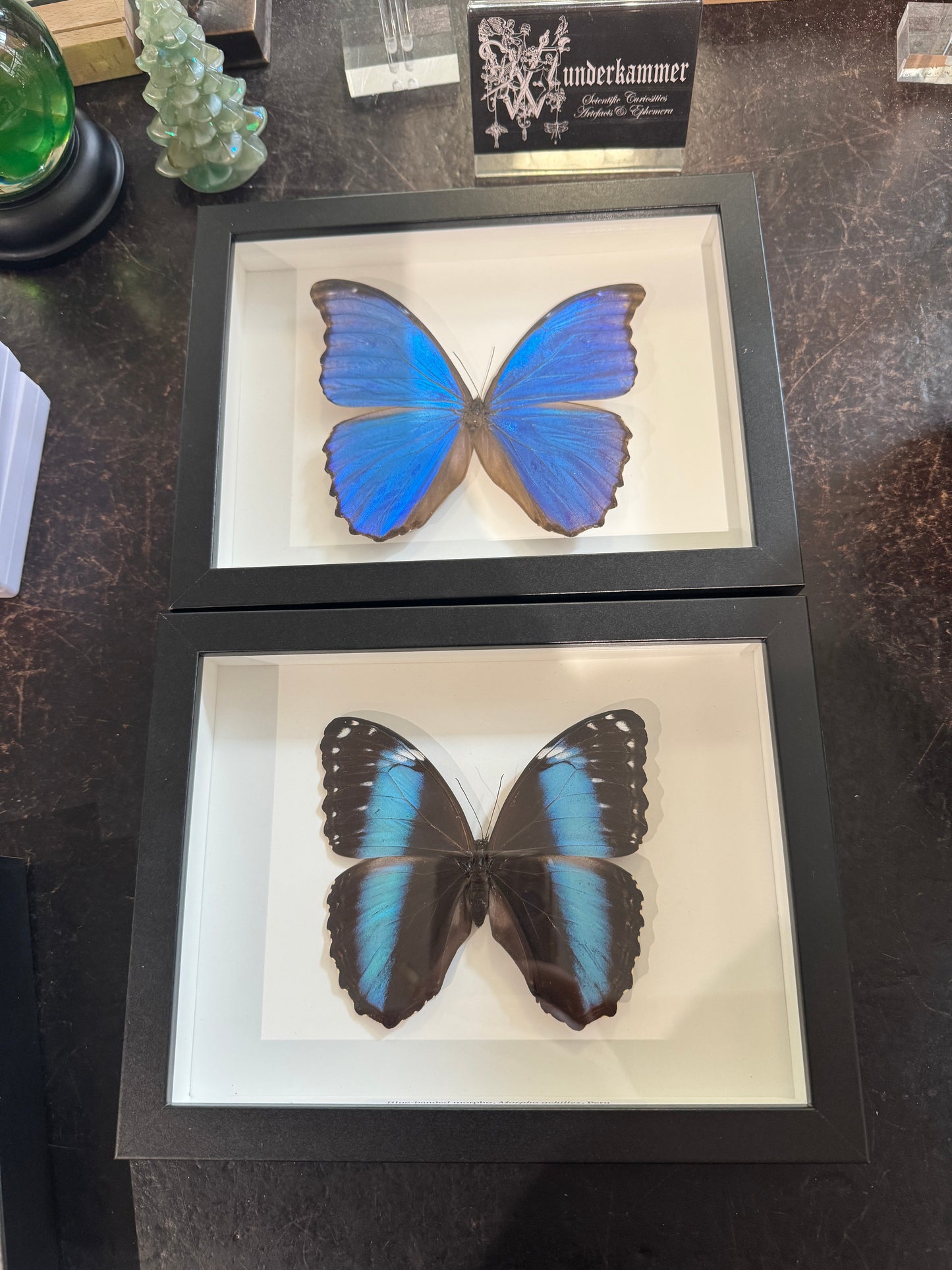 Blue-banded Morpho