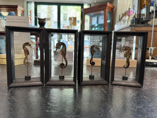 Seahorse in double glass wooden box frame