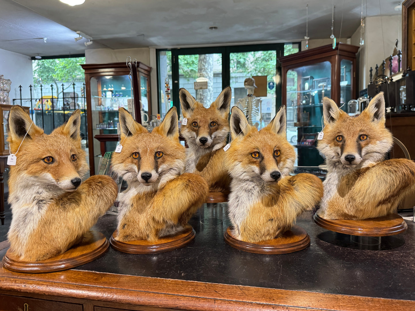 Taxidermy Fox Head