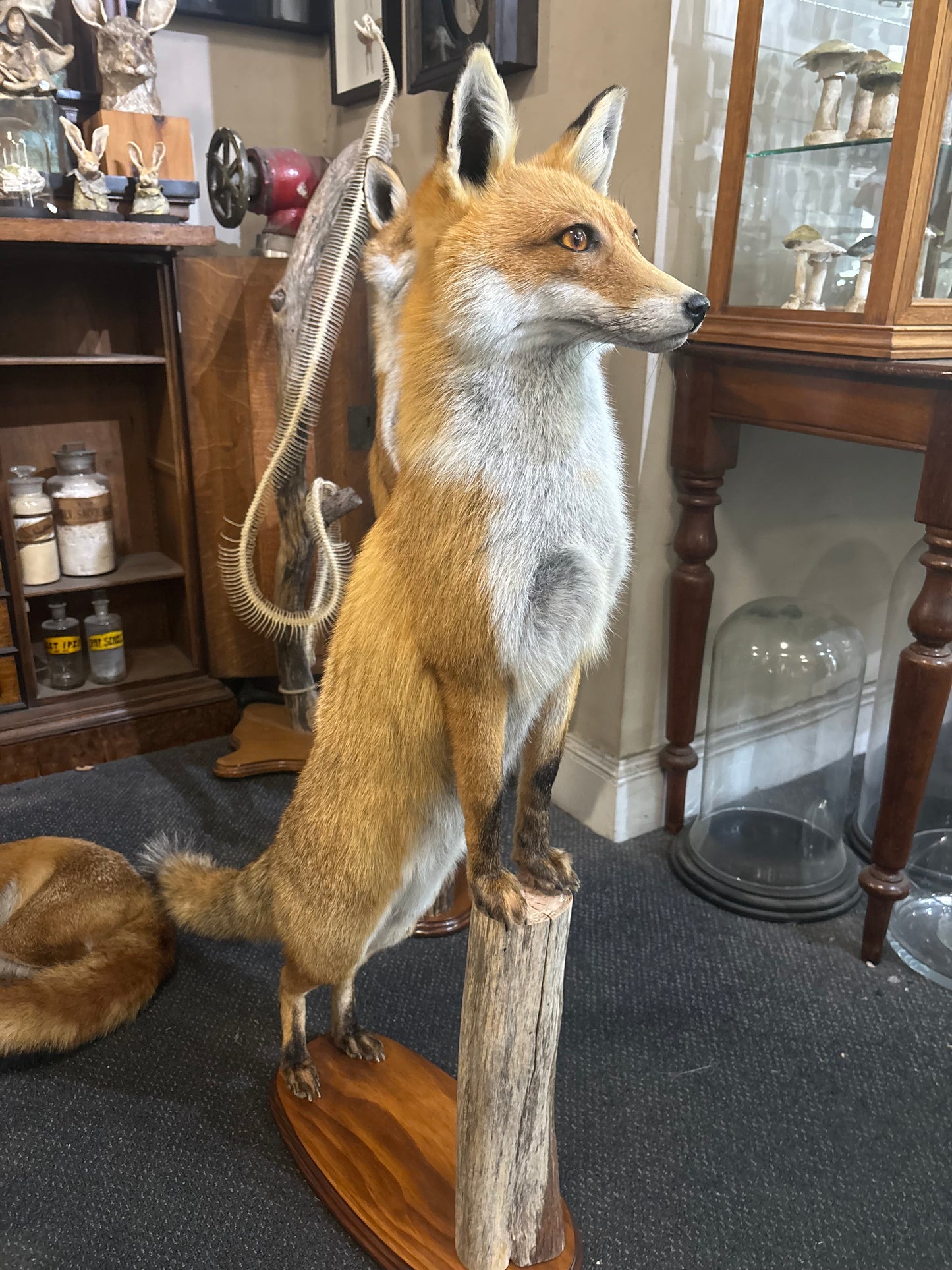 Taxidermy Foxes