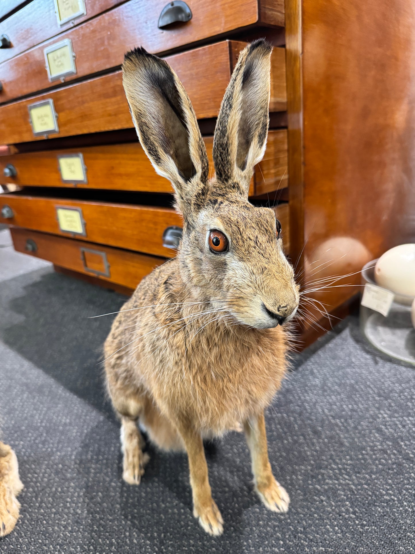 Taxidermy Hare