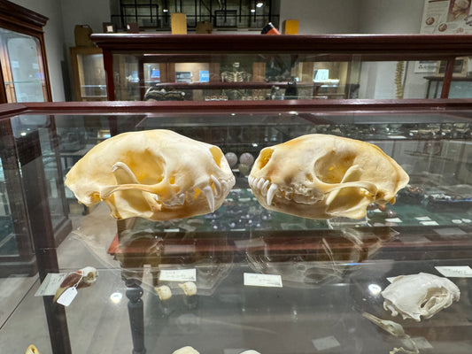 Skunk skull