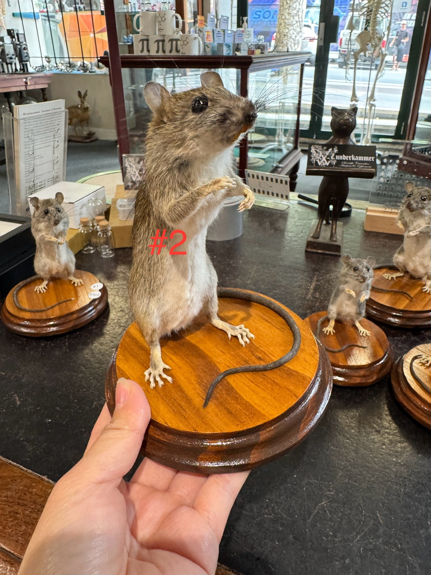 Taxidermy rats