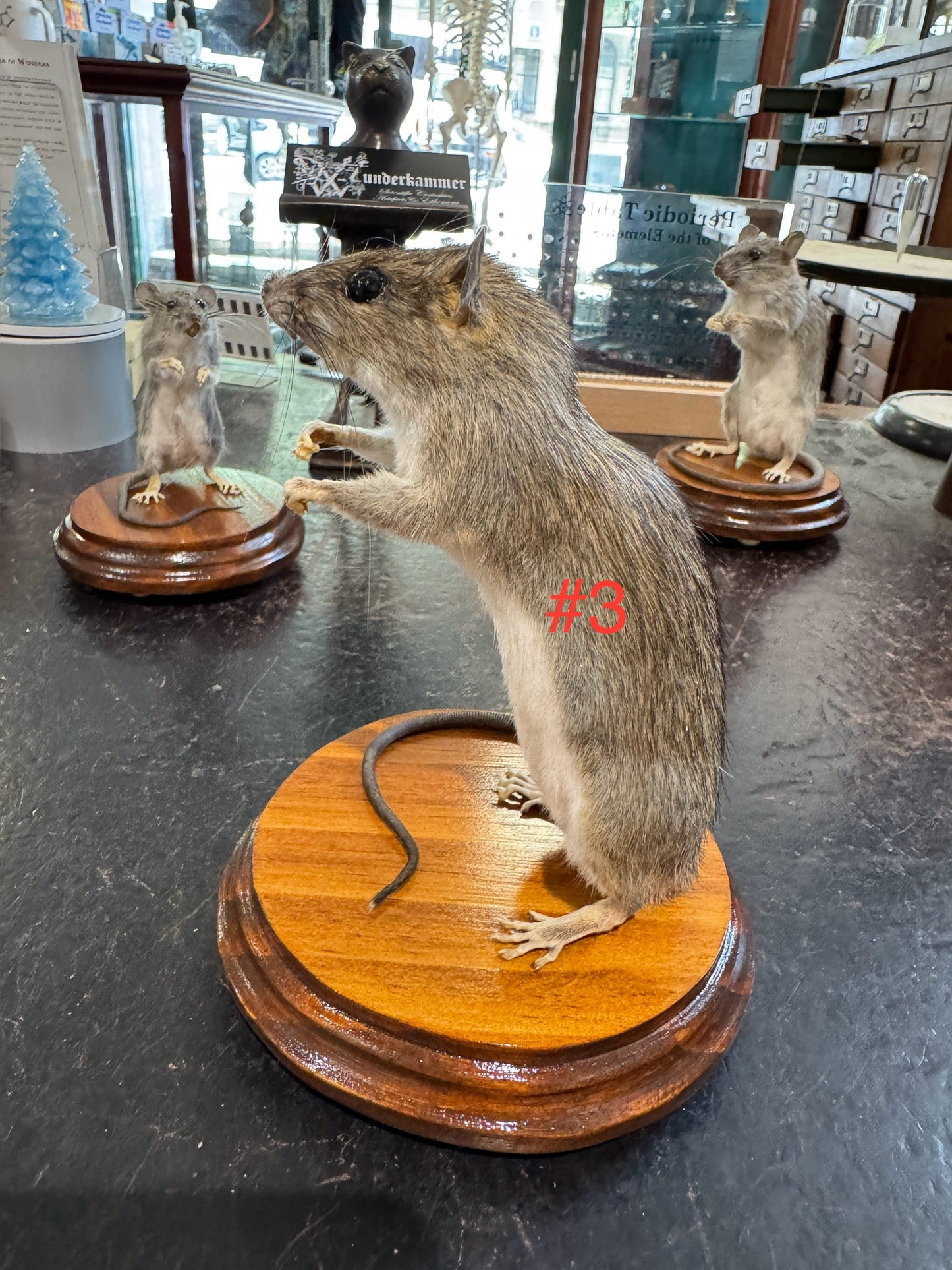 Taxidermy rats