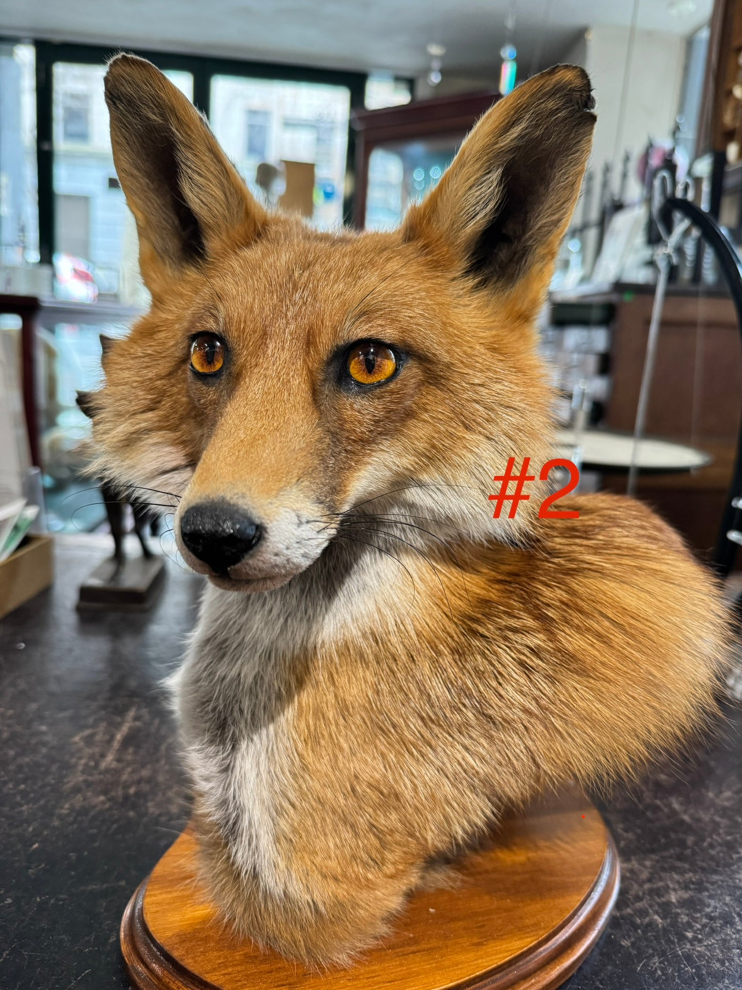 Taxidermy Fox Head