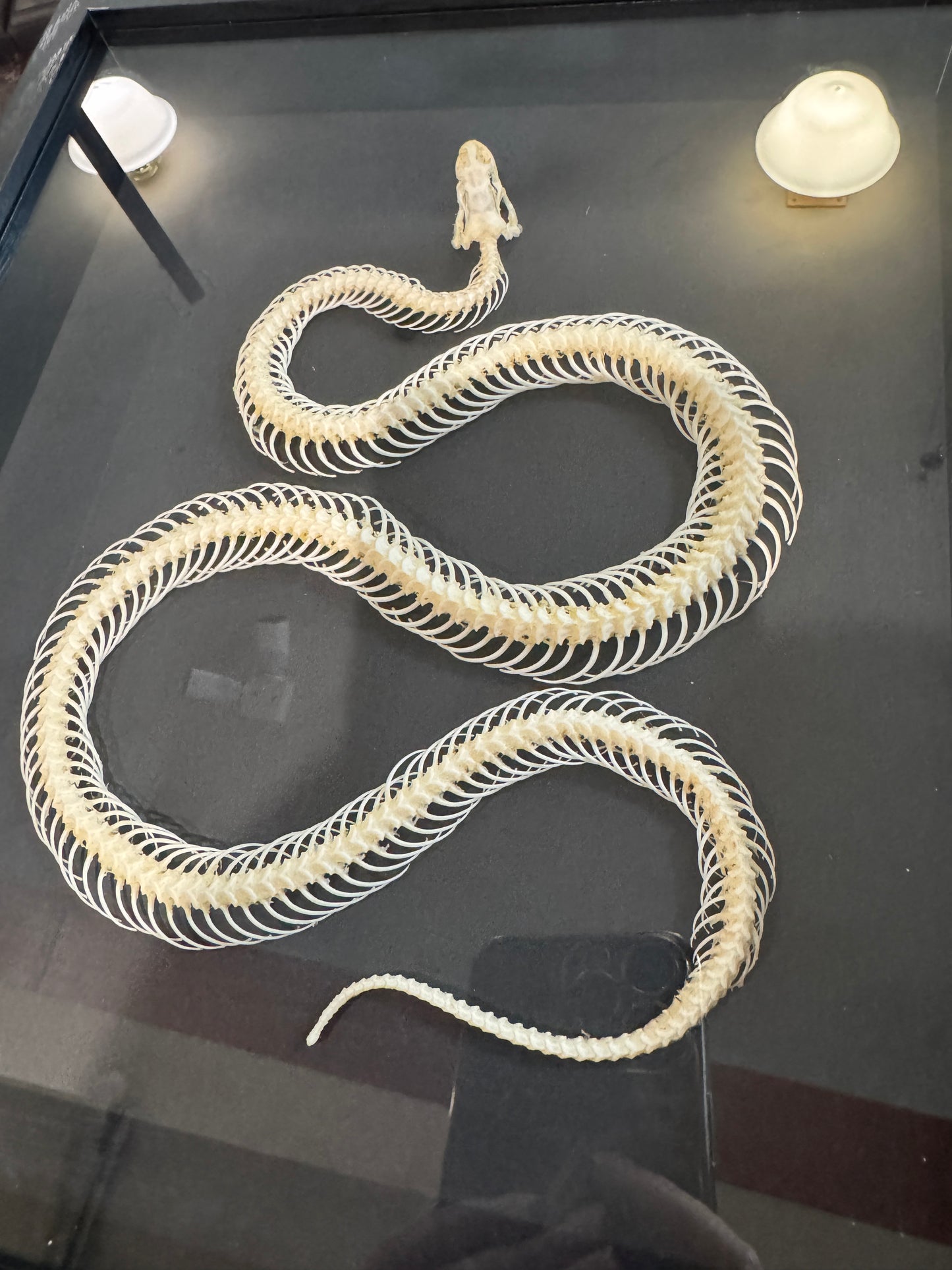 Snake skeleton