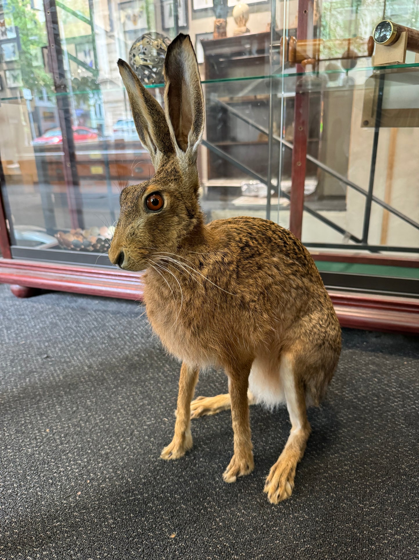 Taxidermy Hare