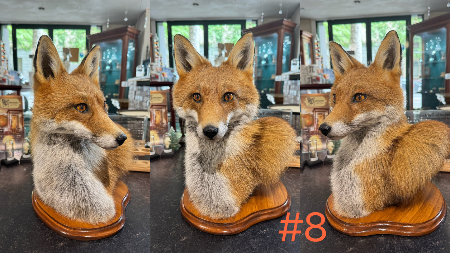 Taxidermy Fox Head