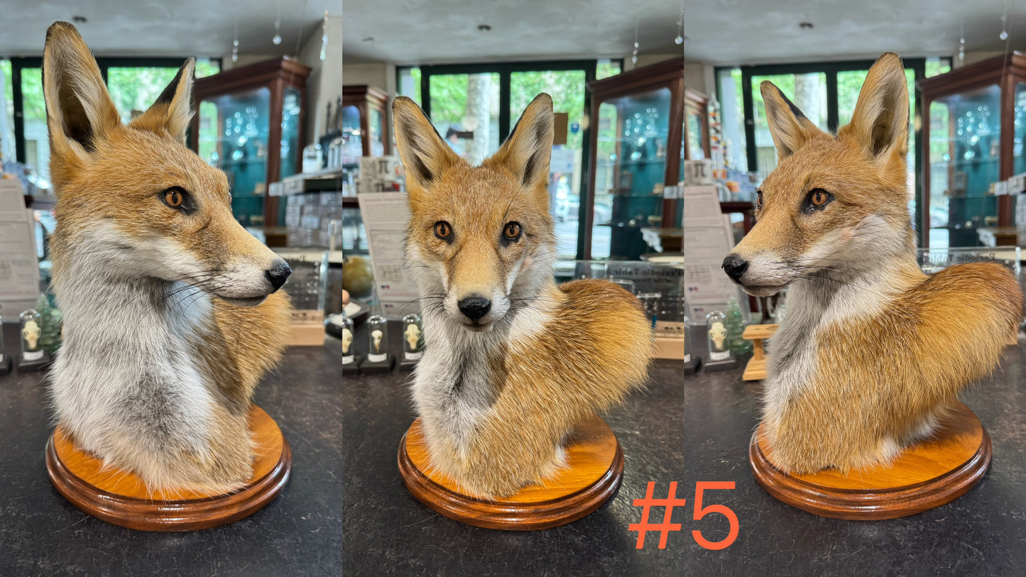 Taxidermy Fox Head