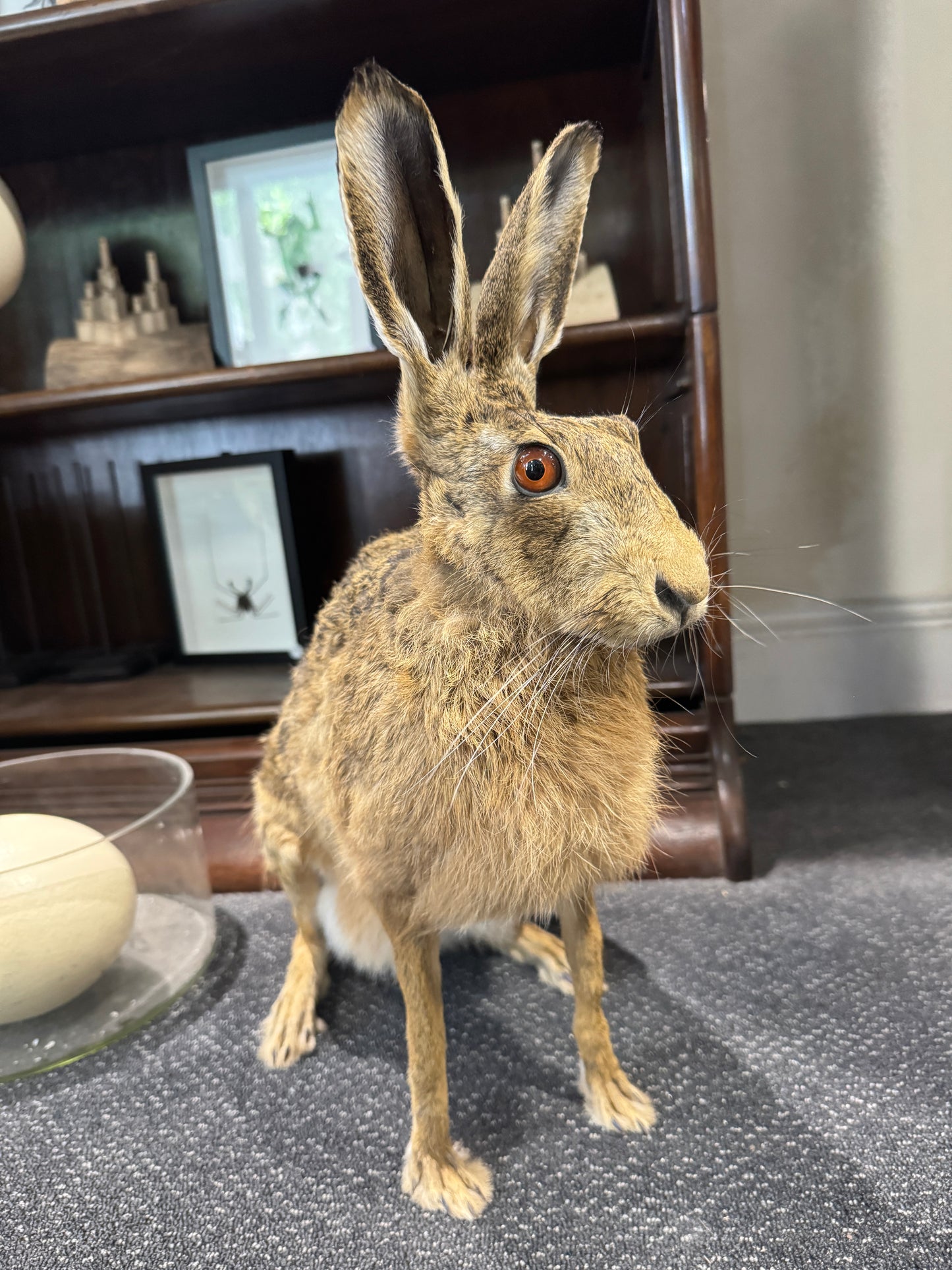 Taxidermy Hare