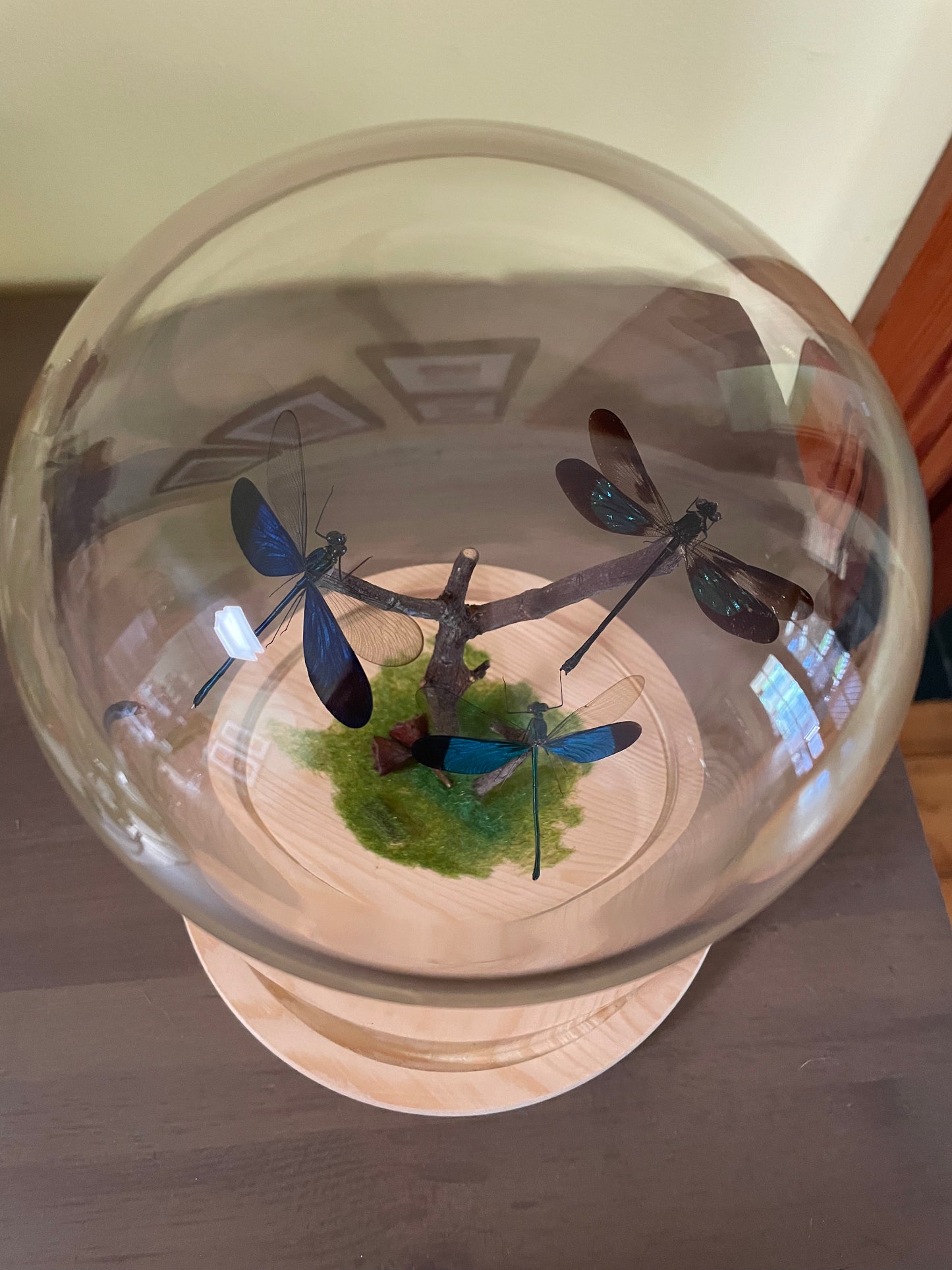 Assorted Damselflies in glass dome