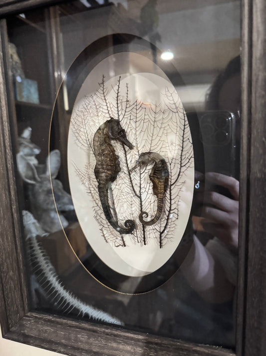 Seahorses in oval ornament frame