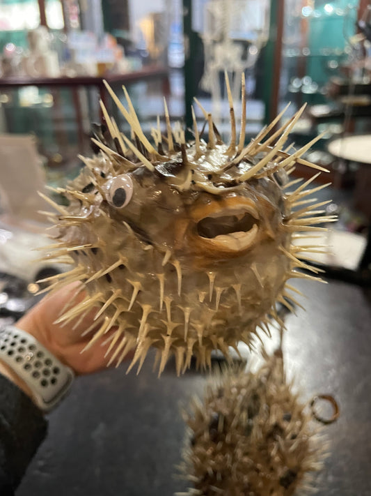 Taxidermy Porcupine Fish