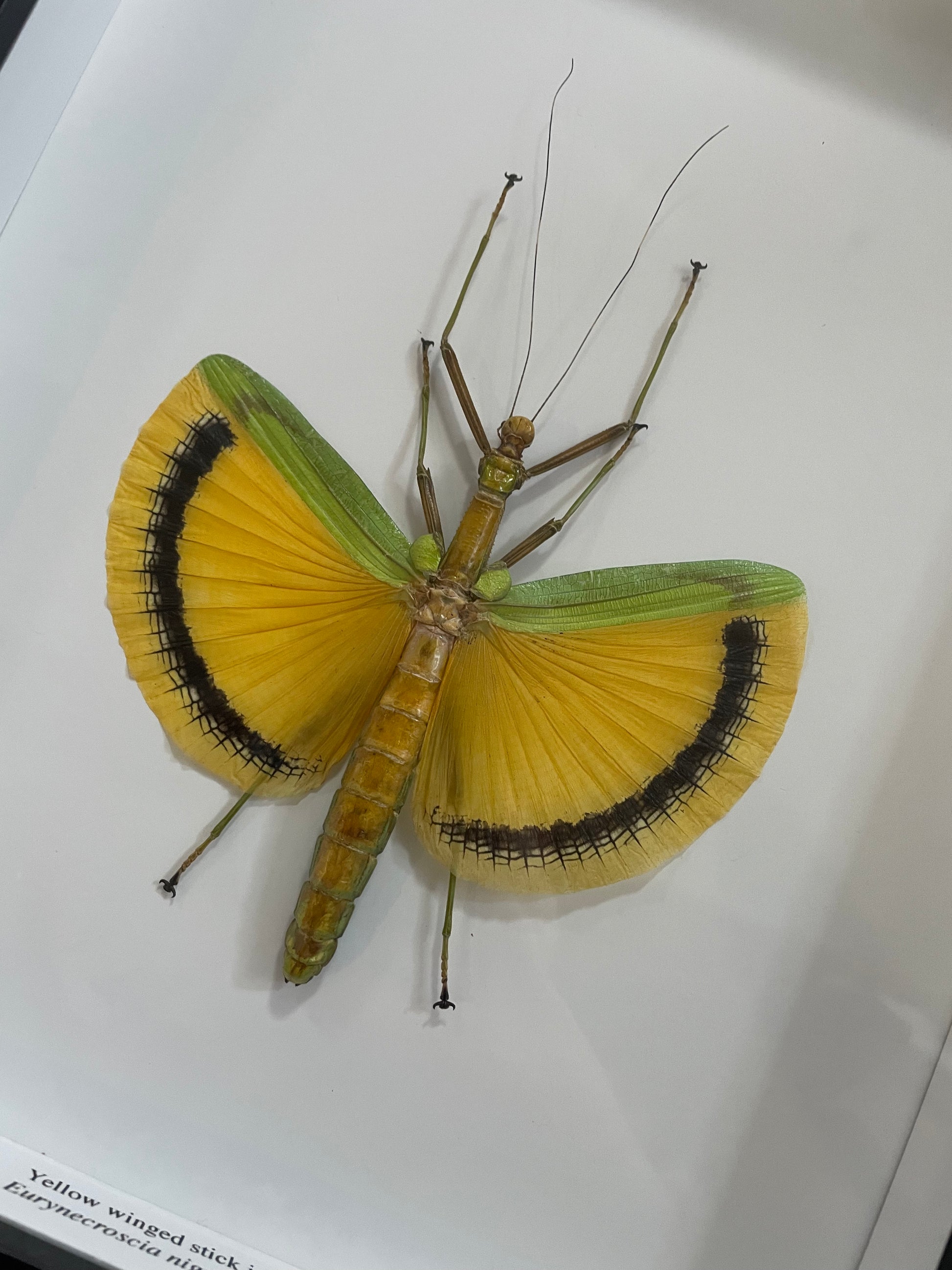 Yellow Winged Stick Insect – Wunderkammer