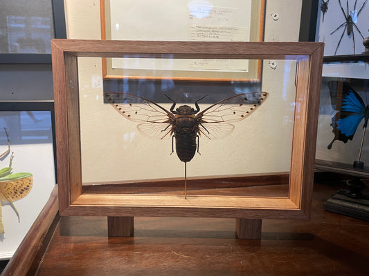 Giant Cicada in double glass display case