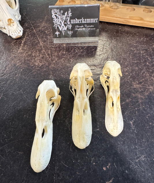 Domestic duck skull