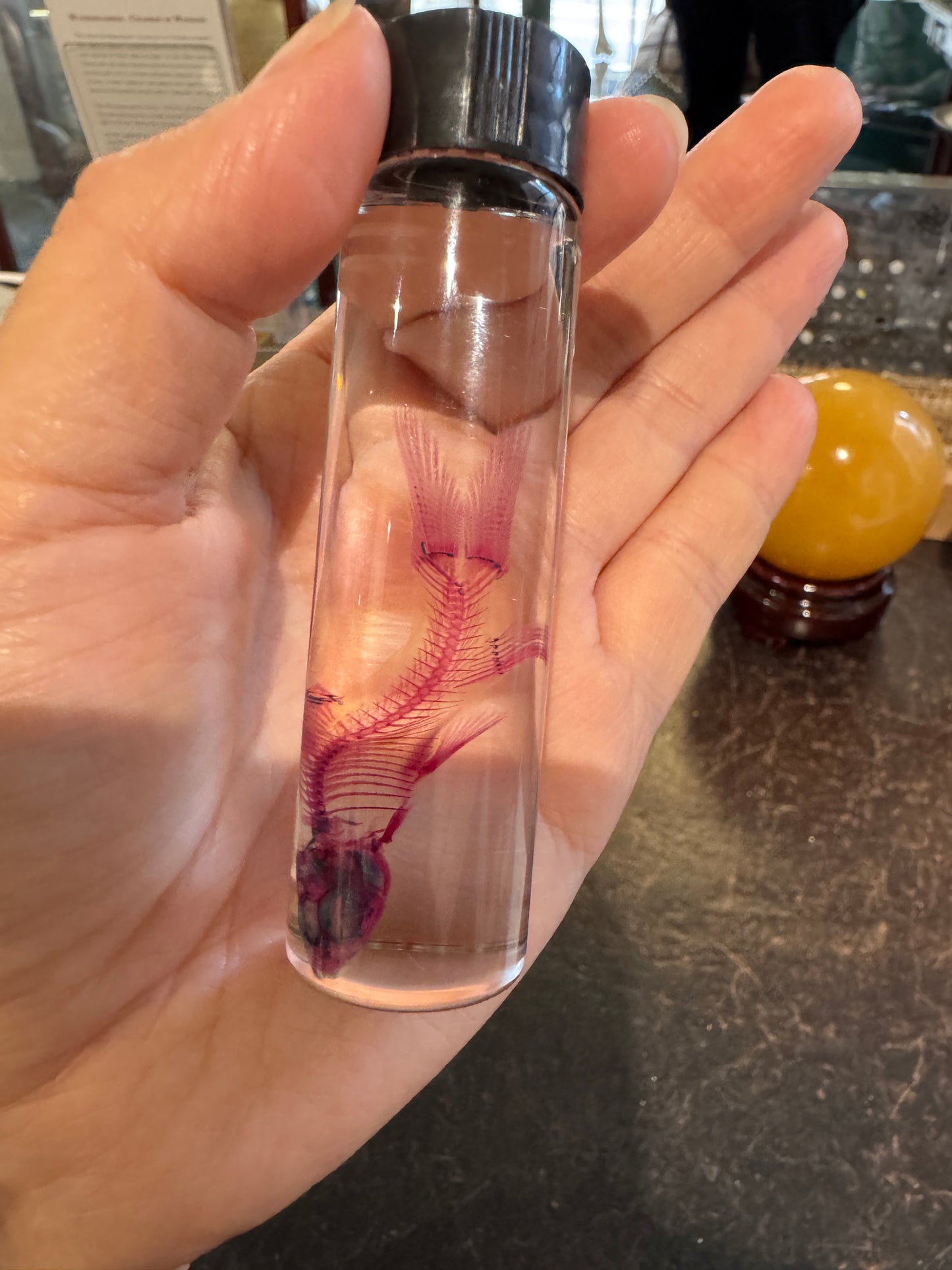 Diaphonised Rainbow Shark