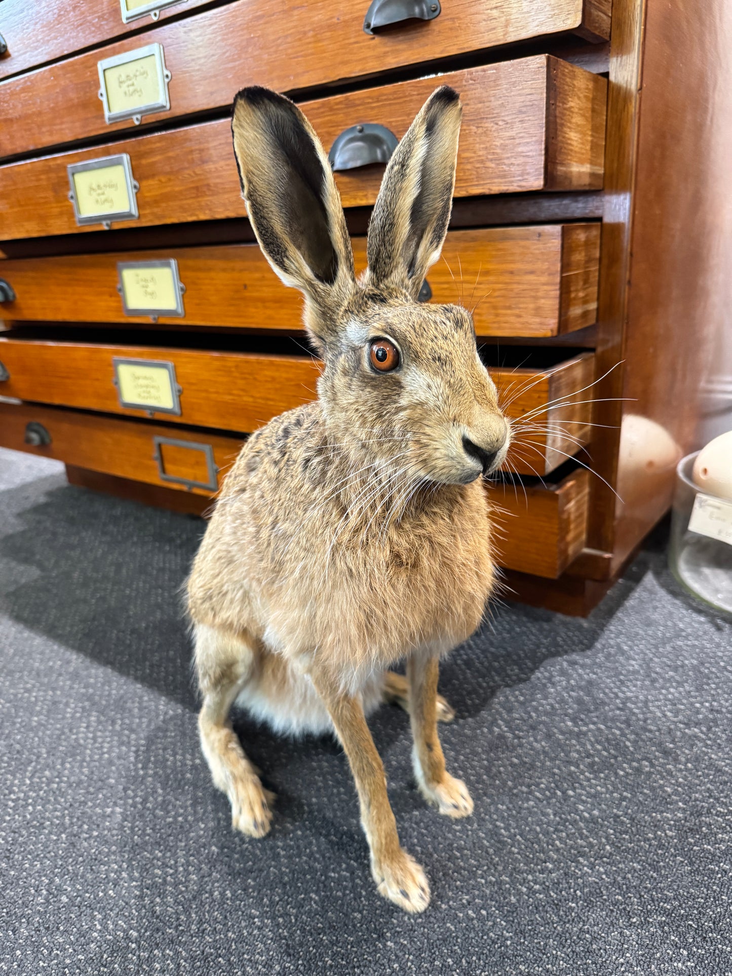 Taxidermy Hare