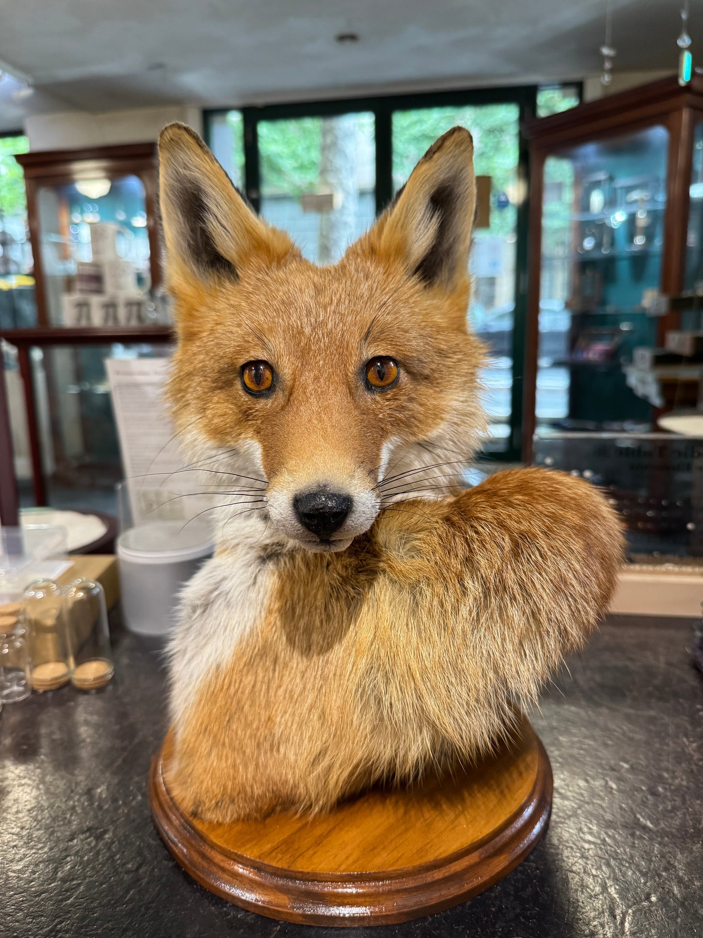 Taxidermy Fox Head