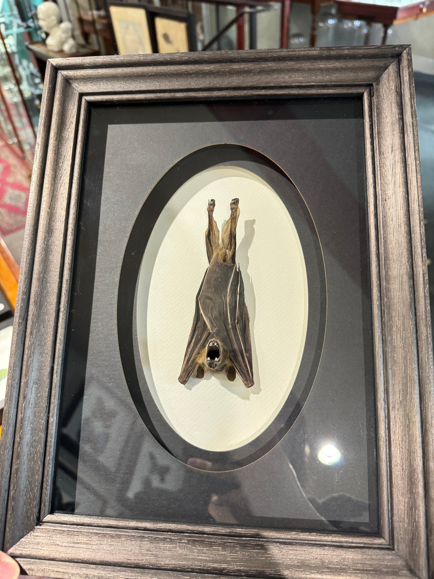 Hanging bat
