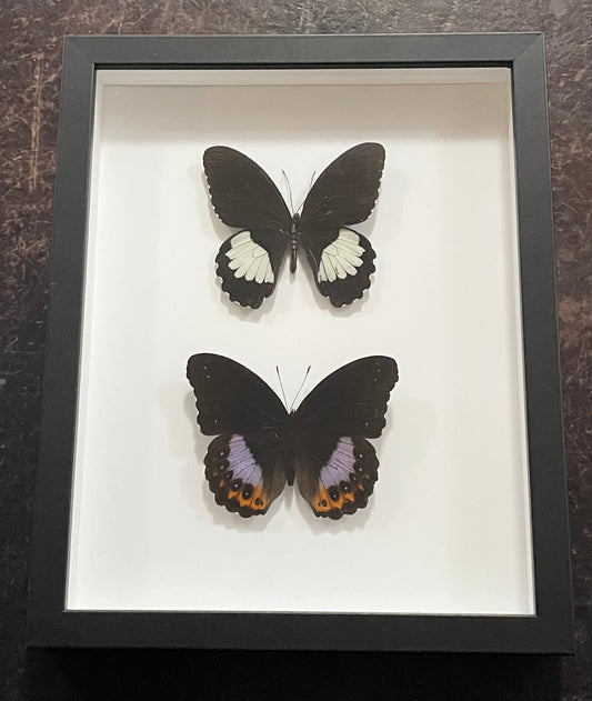 Framed double butterflies