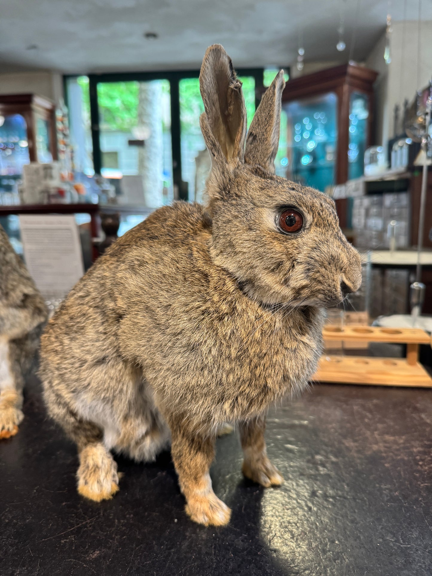 Taxidermy bunny rabbits