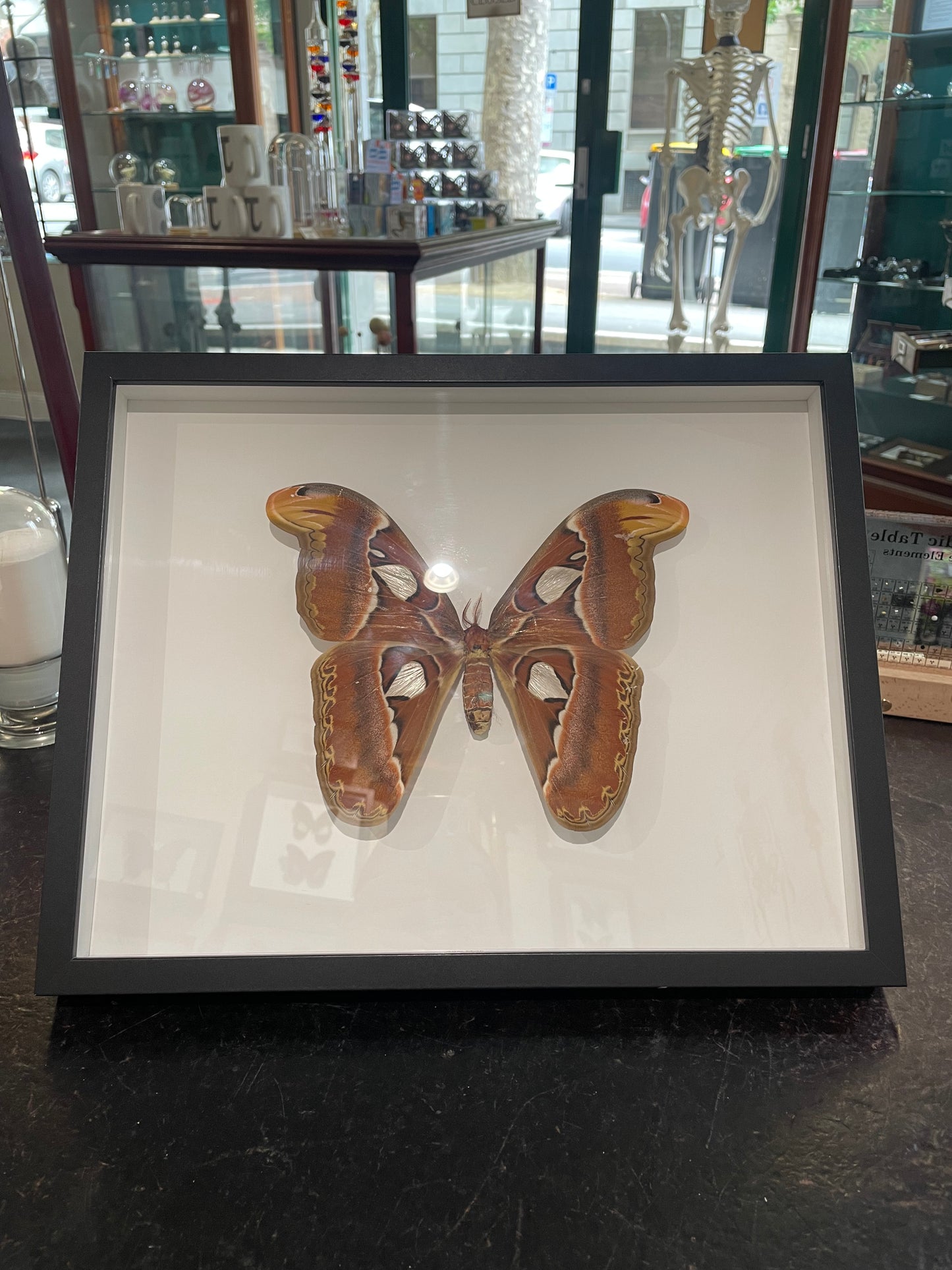 Very large Giant Atlas Moth