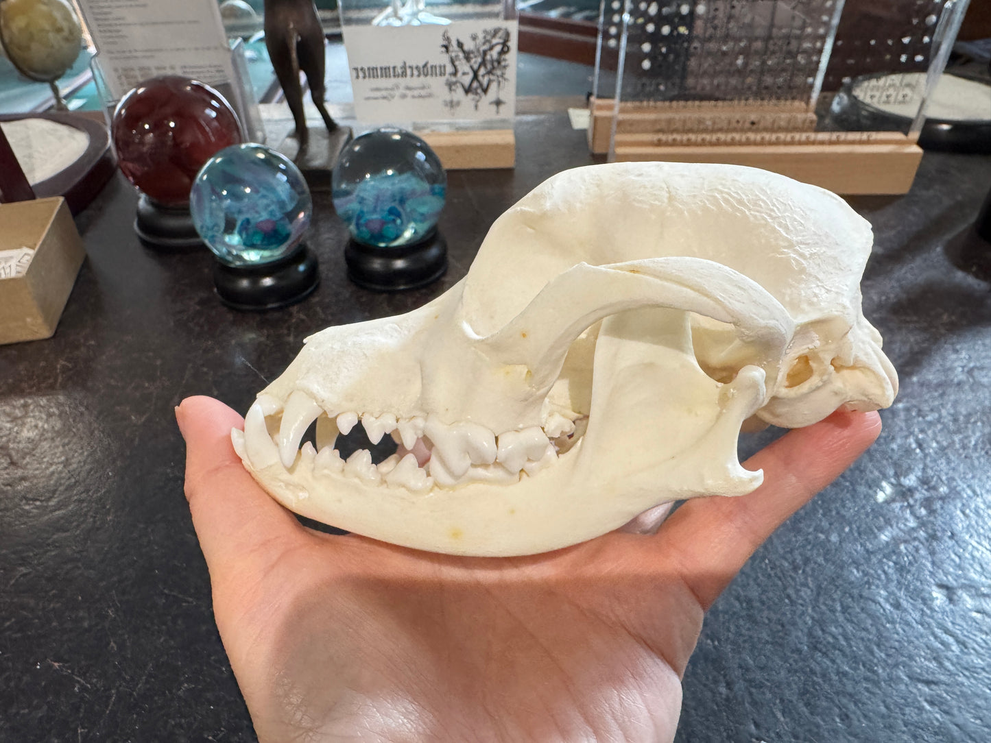 Domestic Dog Skull