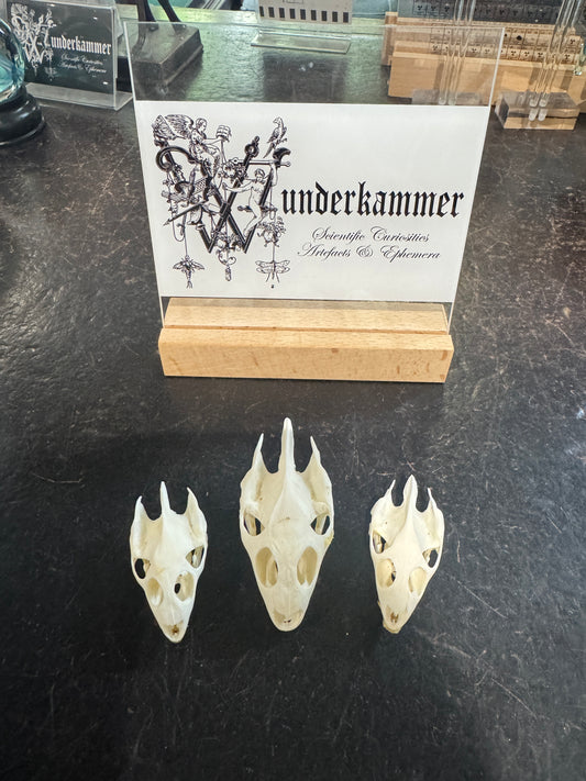 Softshell Turtle Skull