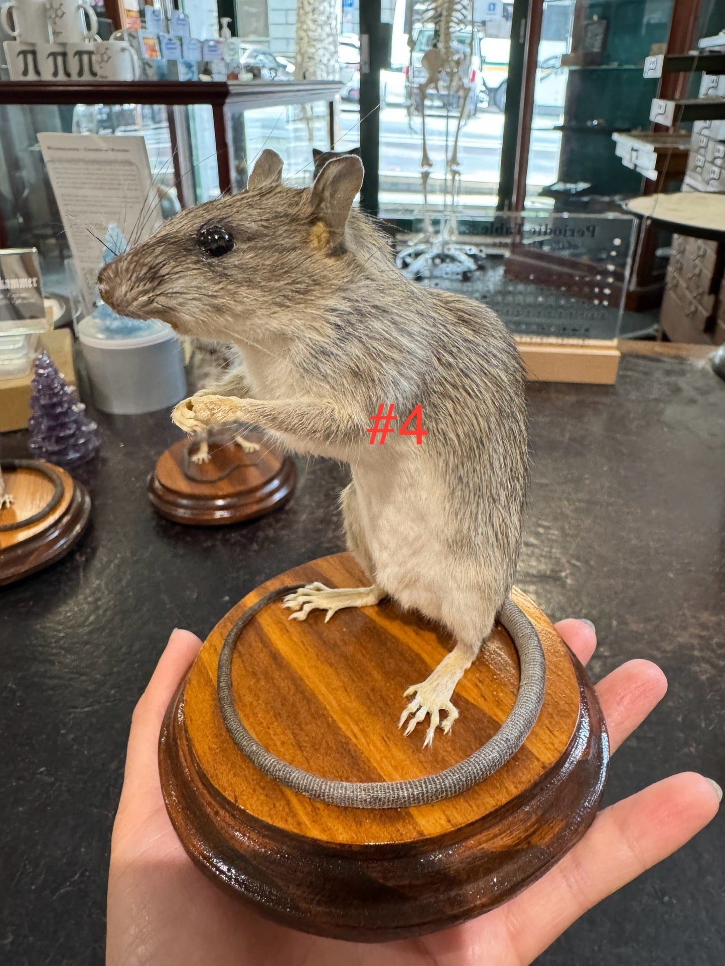 Taxidermy rats