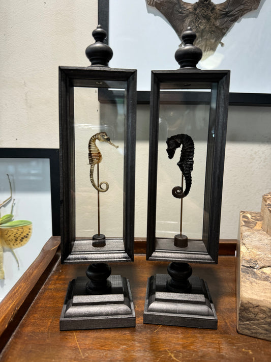 Seahorse in double glass Parisian display case