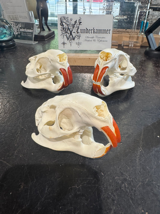 Nutria Skull