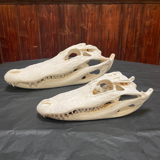 Alligator Skulls