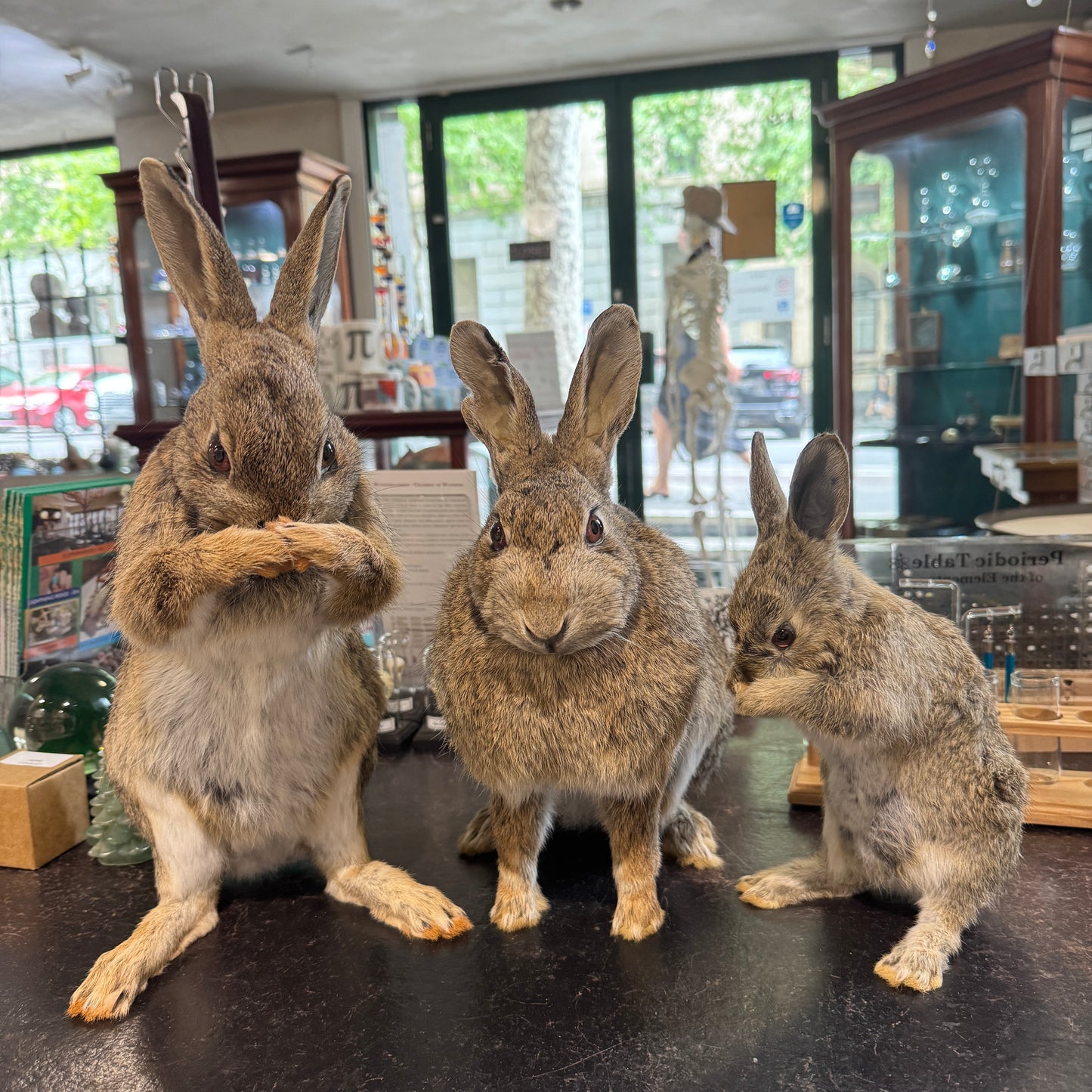 Taxidermy bunny rabbits