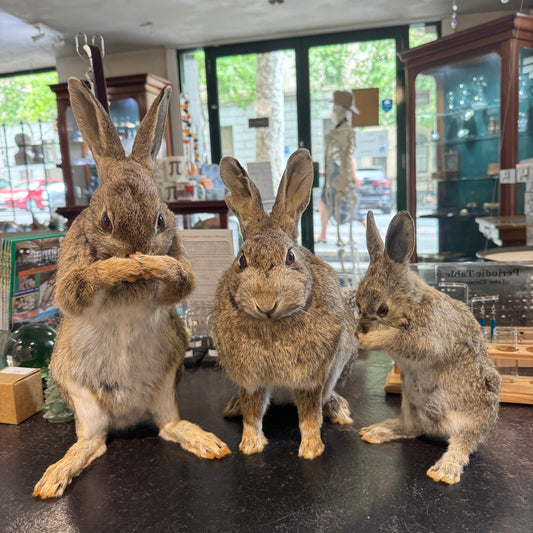 Taxidermy bunny rabbits